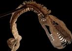 Plesiosaurus - Fossiel skelet - Elasmosaurus - 5.5 m - 2 m