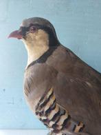 Rode kwikstaart Taxidermie volledige montage - Alectoris, Nieuw