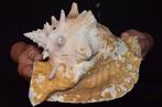 Zeeslak Zeeschelp - M-969 STROMBUS GIGAS (Zonder, Nieuw