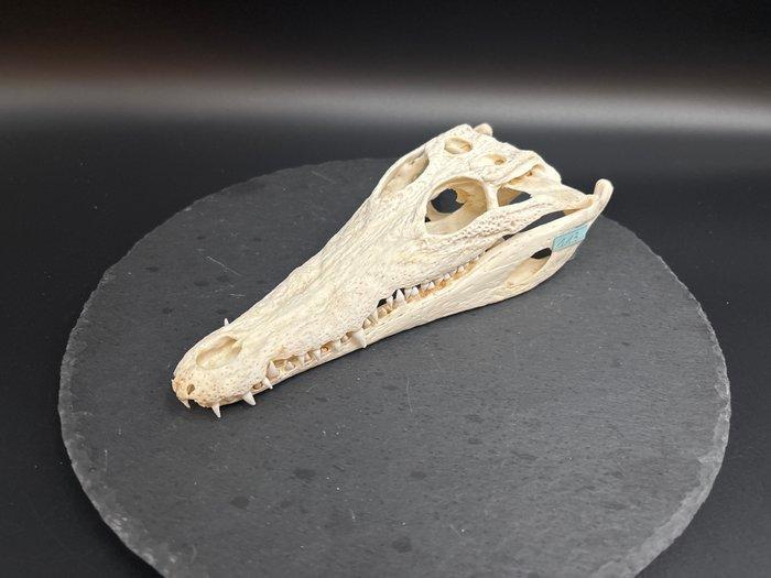 Nijlkrokodil Schedel van een reptiel - Crocodylus niloticus, Verzamelen, Dierenverzamelingen