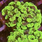 Euphyllia Paraancora Ultra Neon Groen (2 koppen), Dieren en Toebehoren, Vissen | Aquariumvissen