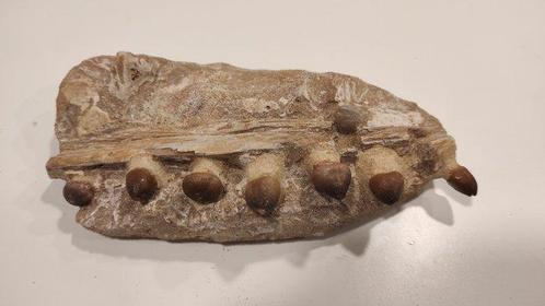 Zeereptiel - Gefossiliseerde kaak - Mosasaurus - 19.5 cm - 9, Verzamelen, Mineralen en Fossielen
