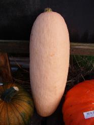 Pink Jumbo Banana - basiseenheid Pink Jumbo Banana, Hobby en Vrije tijd, Knutselen, Nieuw