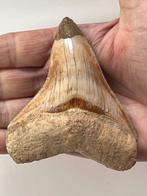 Megalodon tand 10,0 cm - Fossiele tand - Carcharocles, Verzamelen, Mineralen en Fossielen