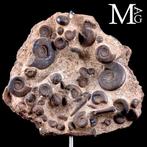 Marokko Ammonieten Plak - Houten en Stalen Artistieke Basis