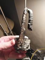 Ammonite - Coquillage fossilisé - 125 mm - 30 mm