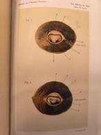 A .Calmette et G.Guerin - Recherche expérimental sur la