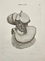 Antonio Caldani - Anatomical Engraving – Nerves of the