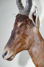Hartenbeest Schedel - Alcelaphus buselaphus - 60 cm - 100 cm, Verzamelen, Nieuw