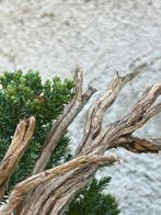 Jeneverbes bonsai (Juniperus) - Hoogte (boom): 19 cm -