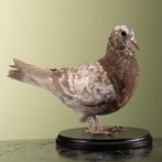 Duif Taxidermie Opgezette Dieren By Max, Verzamelen, Ophalen of Verzenden, Nieuw, Vogel, Opgezet dier
