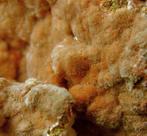 CW1996 Ferrieriet-Mg Kristallen op matrix - Hoogte: 83 mm -, Collections