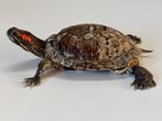 Lettersierschildpad (Roodwangschildpad) Taxidermie volledige, Verzamelen, Dierenverzamelingen, Nieuw