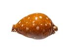 Azumai Cowrie - Verzamelobject - 1e keus - GEM Taxidermie, Nieuw