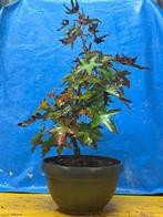 Bonsai Liquidambar ingebonden Gumball - Hoogte (boom): 53 cm