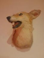 Coyote Support de tête pour taxidermie - Coyote - 60 cm - 30, Nieuw