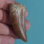 Dinosaurus - Fossiele tand - Carcharodontosaurus sp. - 70 mm, Verzamelen