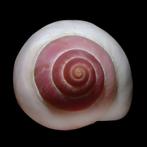 Verzamelingsschedel – ACHATINIDAE Archachatina Marginata