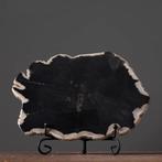 Plante fossilisée - Tree fossil slice - 18 cm - 15 cm (Sans