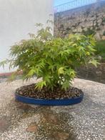 Japanese maple bonsai (Acer palmatum) - Japan, Antiek en Kunst, Kunst | Schilderijen | Klassiek