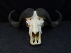 Large Cape Buffalo Schedel van een zoogdier - Syncerus, Collections, Collections Animaux