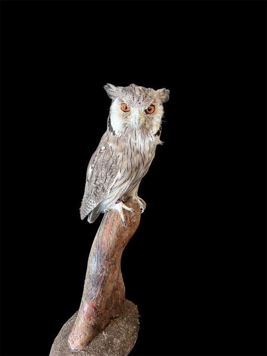 uilen Taxidermie volledige montage - Ptilopsis leucotis With, Verzamelen, Dierenverzamelingen