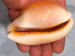 Zeeslak Schelpdier - Cypraea Aurantium (Zonder Minimumprijs), Antiek en Kunst