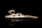 Oud-Romeins Bronzen handvat van cosmetische lepel  (Zonder, Antiek en Kunst