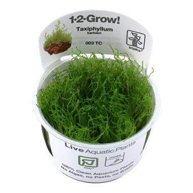 Tropica Taxiphyllum barbieri - Bogger moss 1-2-grow! (easy), Animaux & Accessoires, Poissons | Aquariums & Accessoires, Envoi