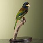 Grote Baardvogel Taxidermie Opgezette Dieren By Max, Verzamelen, Ophalen of Verzenden, Nieuw, Vogel, Opgezet dier