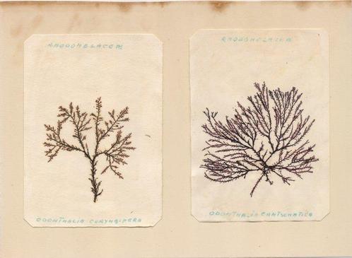 Anna Maria Avvenente - Lot of Dried Seaweed - 1950-1960, Antiek en Kunst, Antiek | Boeken en Manuscripten
