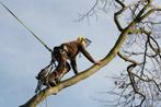 BOMEN snoeien verwijderen kappen rooien zagen  boomverzorger, Diensten en Vakmensen, Tuinmannen en Stratenmakers, Garantie, Tuinonderhoud of Snoeiwerk