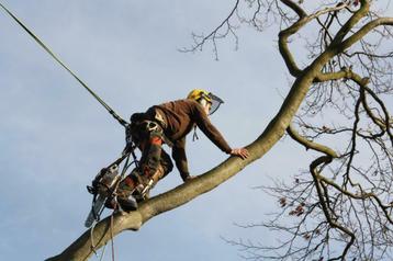 BOMEN snoeien verwijderen kappen rooien zagen  brandhout beschikbaar voor biedingen