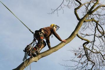 BOMEN snoeien verwijderen kappen rooien zagen  boomverzorger