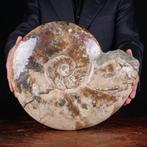 Exclusieve Poolse Cleoniceras - Gefossiliseerde schelp -, Verzamelen, Nieuw