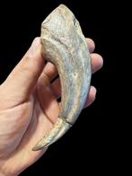 Dinosaures théropodes - Griffe fossilisée - Afrovenator