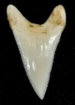 Grand requin blanc Support de corps entier pour taxidermie -