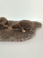 Europese mol Taxidermie volledige montage - Talpa europaea -, Verzamelen, Dierenverzamelingen, Nieuw