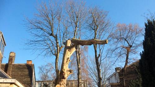 Abattage arbre Liège , Namur , Luxembourg , Brabant wallon, Diensten en Vakmensen, Tuinmannen en Stratenmakers, Garantie