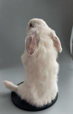 Konijn Taxidermie volledige montage - Taxidermy specimen -