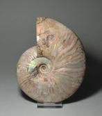 Ammoniet - Gefossiliseerde schelp - Aioloceras besairiei -, Verzamelen, Mineralen en Fossielen