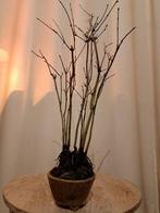 Acer yamamomiji forrest - Hoogte (boom): 40 cm - Diepte