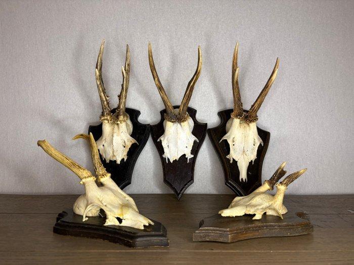 Reebok Schedel van een zoogdier - Capreolus capreolus - 20, Antiek en Kunst, Curiosa en Brocante