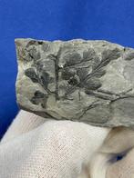 13 prachtige koolstofrijke plantfossielen (collectie) -, Collections, Minéraux & Fossiles