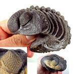 Gerolde trilobiet - Fossiele sterfteplaat - Drotops