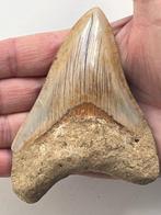 Megalodon tand 11,1 cm - Fossiele tand - Carcharocles