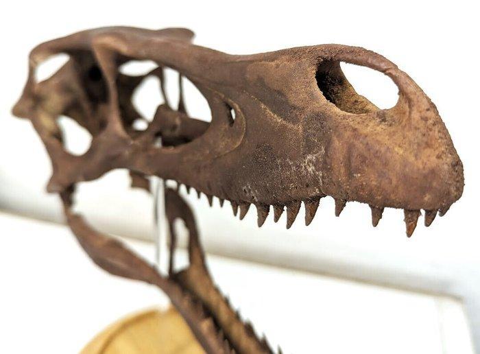 Dinosaurus - Fossiele schedel - Velociraptor mongoliensis -, Verzamelen, Mineralen en Fossielen