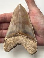 Megalodon tand 12,0 cm - Fossiele tand - Carcharocles