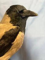 Grijze cornacchia Taxidermie volledige montage - Corvus, Nieuw