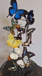 Vlinder Taxidermie volledige montage - Mix tropische, Antiek en Kunst